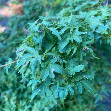 Acer palmatum 'Koto maru' Dwarf Japanese Maple